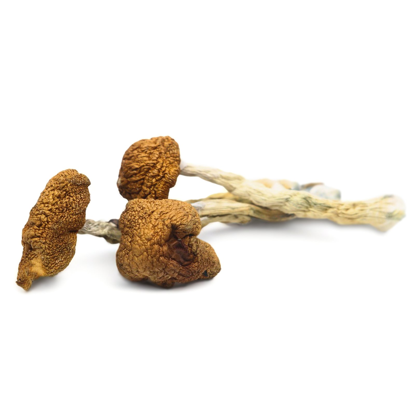 Daddy-Long-Leg Daddy Long Legs Magic Mushrooms - Image 1